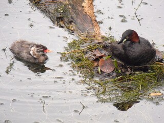 Little Grebe parent and child