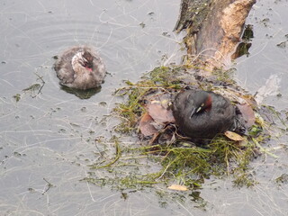 Little Grebe parent and child