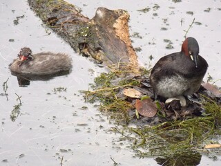 Little Grebe parent and child