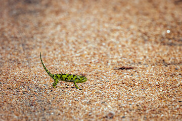 Flap-necked chameleon walking on tar road in Greater Kruger National park, South Africa ; Specie Chamaeleo dilepis family of Chamaeleonidae