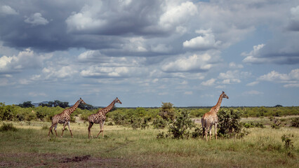 Three Giraffes in lowland in Kruger National park, South Africa   Specie Giraffa camelopardalis family of Giraffidae © PACO COMO