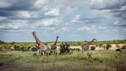 Three Giraffes in lowland in Kruger National park, South Africa   Specie Giraffa camelopardalis family of Giraffidae © PACO COMO