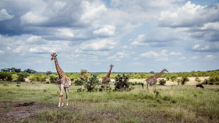 Three Giraffes in lowland in Kruger National park, South Africa   Specie Giraffa camelopardalis family of Giraffidae © PACO COMO