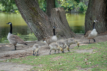 Paris, France - 06 09 2025: Park Buttes Chaumont. A pair of geese and their young walk to find food near the lake