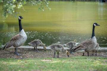 Paris, France - 06 09 2025: Park Buttes Chaumont. A pair of geese and their young walk to find food near the lake © Franck Legros