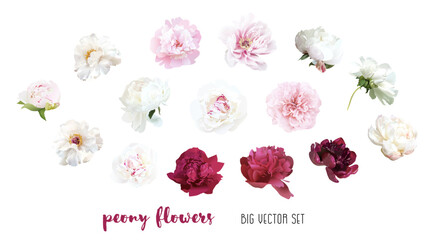 Pale peony flowers vector design big set. Bleached bluesh pink, white, beige, creamy, burgundy red summer peonies. Cut out spring blooms. All elements are isolated and editable on white background