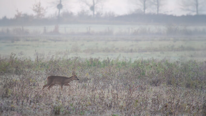 Roe deer doe walking in a fallow field in the cold morning at the start of the day. Capreolus capreolus, Touraine, Marne 51, région Champagne Ardenne, France, European Union, Europe