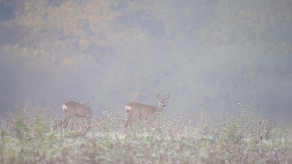 Roe deer fawns in a fallow field in the morning cold. Capreolus capreolus, Touraine, Marne 51, région Champagne Ardenne, France, European Union, Europe © Nature Emotion