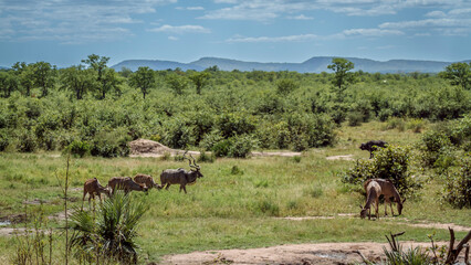 Greater kudu group male and females in green savannah scenery in Kruger National park, South Africa...