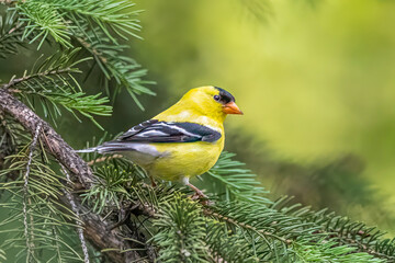 Male goldfinch perched on an evergreen tree