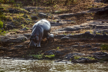 Hippopotamus female and baby walking along river in greater Kruger National park, South Africa ;...