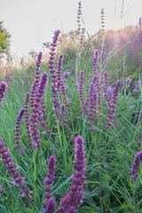 Blooming purple wild flowers in a summer meadow under soft sun rays at sunset. Natural nature background for design