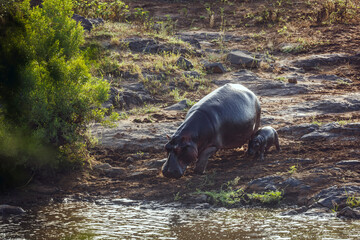 Hippopotamus female and baby walking along river in greater Kruger National park, South Africa ;...
