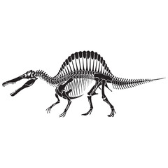 Fototapeta premium Fossil legend reinterpreted – Spinosaurus skeleton silhouette in strong Spinosaurus skeleton vector lines – dinosaur skeleton silhouette