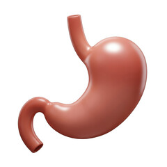 3d render of a human stomach anatomy illustration