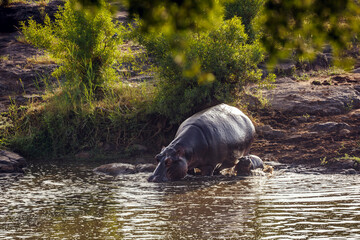 Hippopotamus female and baby walking into river in greater Kruger National park, South Africa ;...