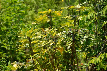 Mahonia japonica - Japanese Mahonia with Spiny Evergreen Leaves and Textured Bark