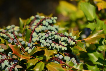 Mahonia japonica - Japanese Mahonia with Spiny Evergreen Leaves and Textured Bark
