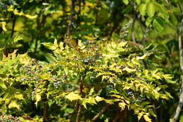 Mahonia japonica - Japanese Mahonia with Spiny Evergreen Leaves and Textured Bark