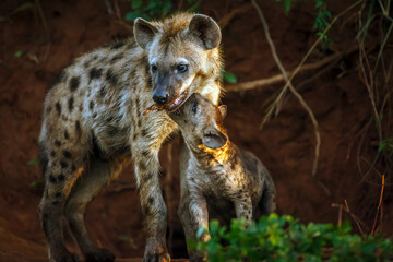 Spotted hyaena female with cub at den entry in Kruger National park, South Africa ; Specie Crocuta...
