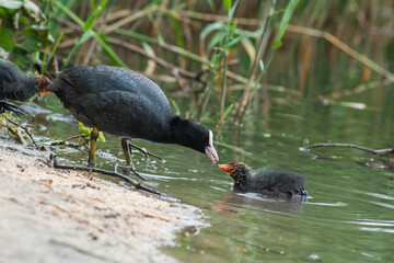 Eurasian coot feeding her babies on the bank of a pond