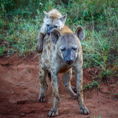 Spotted hyaena cub playing with mother in Kruger National park, South Africa ; Specie Crocuta...