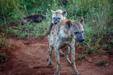 Spotted hyaena cubs playing with mother in Kruger National park, South Africa ; Specie Crocuta...