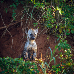 Spotted hyaena cub standing front view at den entry in Kruger National park, South Africa ; Specie...