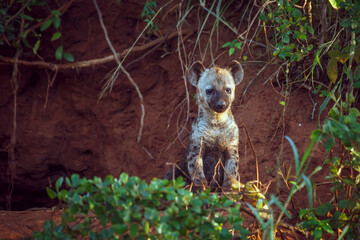 Spotted hyaena cub standing front view at den entry in Kruger National park, South Africa ; Specie...