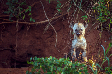 Spotted hyaena cub standing front view at den entry in Kruger National park, South Africa ; Specie...