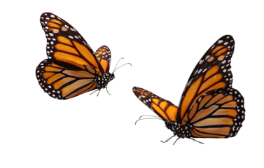 Two flying monarch butterflies isolated on a transparent background