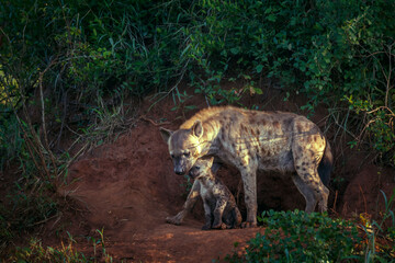 Spotted hyaena mother and cub bonding at den entry in Kruger National park, South Africa ; Specie...