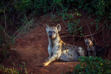Spotted hyaena mother and cub bonding at den entry in Kruger National park, South Africa ; Specie...