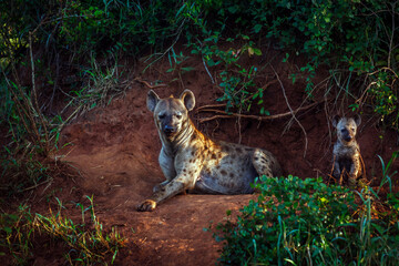 Spotted hyaena mother and cub bonding at den entry in Kruger National park, South Africa ; Specie Crocuta crocuta family of Hyaenidae