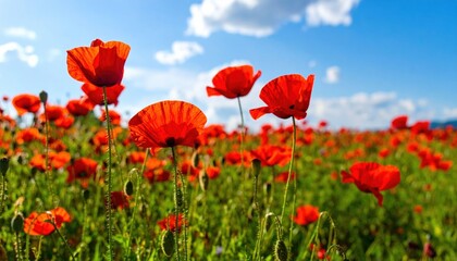 Obraz premium Vibrant Red Poppy Field Under Sunny Sky