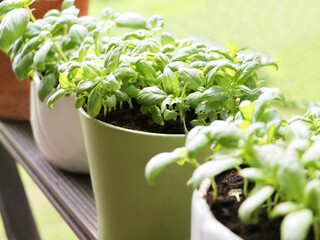 Fresh basil plant growing in pot	