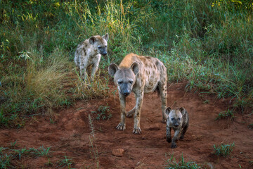 Spotted hyaena famlily playing in morning in Kruger National park, South Africa ; Specie Crocuta...