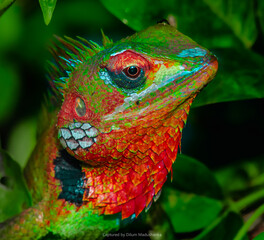 Green Garden Lizard 
