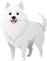 American Eskimo Dog