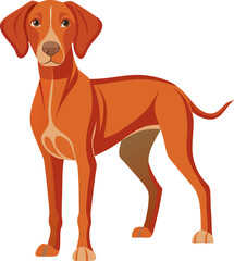Vizsla dog  vector 