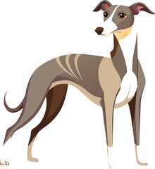 Whippet dog 