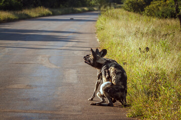 African wild dog mating on the road in Kruger National park, South Africa ; Specie Lycaon pictus...