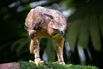 Portrait of a javan hawk eagle