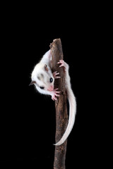 Baby sugar glider on black background