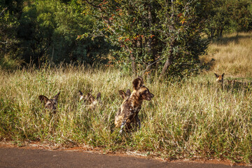 Pack of African wild dogs in alert in grass in Kruger National park, South Africa ; Specie Lycaon...