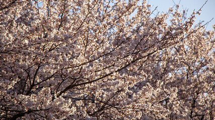 Pink blooming cherry trees. Sunset rays of the sun shine through the branches. Blooming trees in the park.