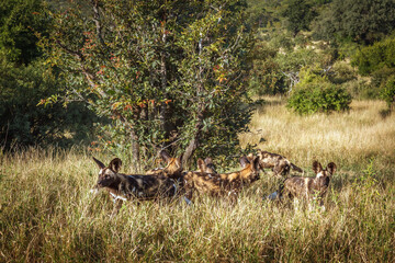 Pack of African wild dogs in alert in grass in Kruger National park, South Africa ; Specie Lycaon...