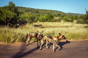Two African wild dogs standing on safari road in Kruger National park, South Africa ; Specie Lycaon...