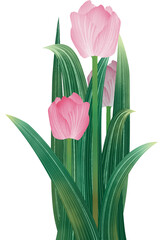 Tulips 튤립 일러스트