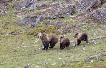 Grizzly Bear Sow and Her Cubs in Yellowstone National Park in Springtime